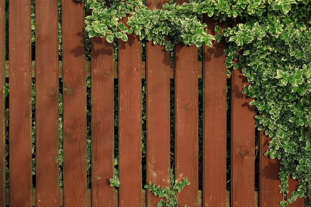 cedar fence