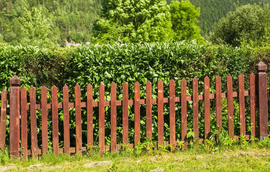 cedar fence