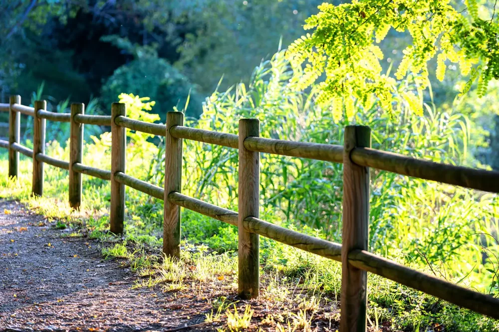 cedar fence