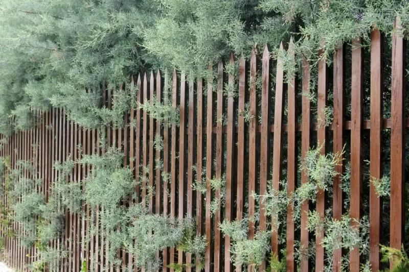 cedar fence