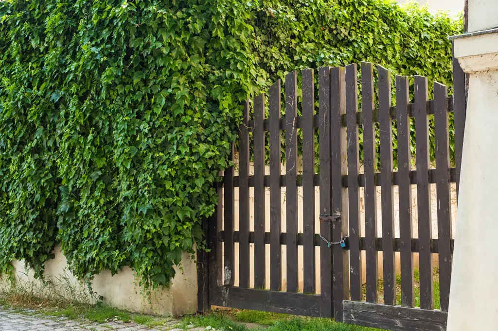cedar gate